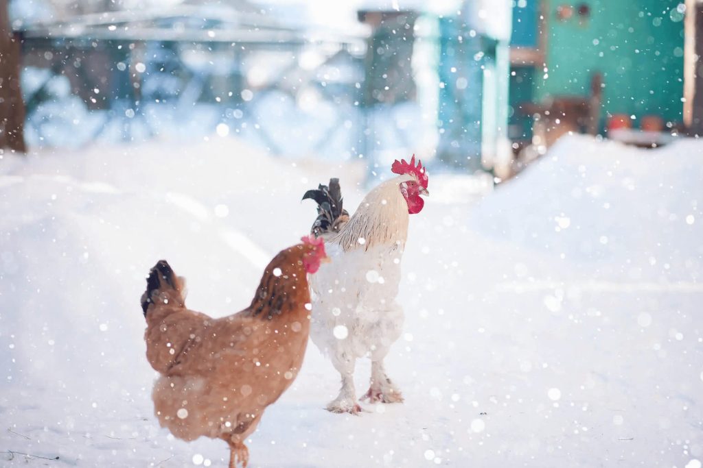 Elevate Chicken In Winter Season