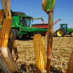 Maintaining Corn Grain Quality Through Harvest and Drying