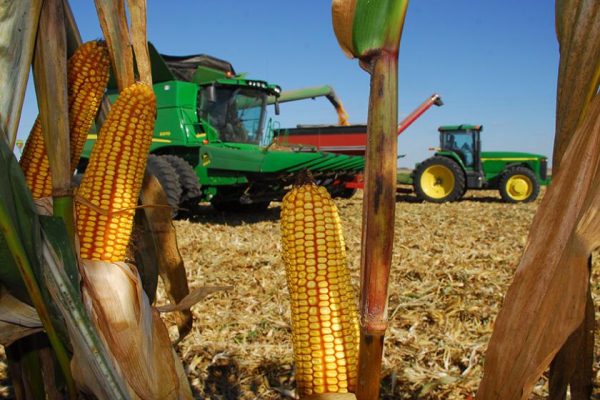 Maintaining Corn Grain Quality Through Harvest and Drying